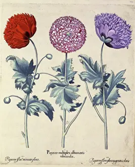 Flore: Papaver (Poppy), three varieties