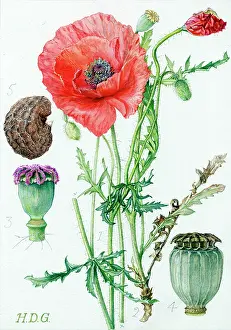 Garside: Papaver rhocas