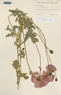 Mays: Papaver rhoeas L, corn poppy