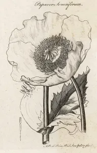 Somniferum: PAPAVER SOMNIFERUM