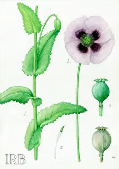 Opiate: Papaver somniferum