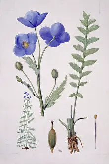 Eudicotinae: Papaver sp. blue poppy