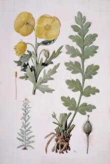 Eudicotinae: Papaver sp. yellow poppy