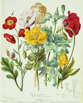 Twining: Papaveraceae: poppies