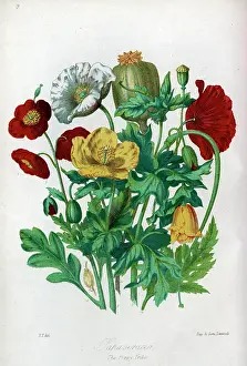 Papaveraceae: Papaveraceae - Poppy