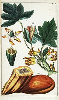 Cross Section: Papaya fruit, section, flowers and leaves, Carica papaya