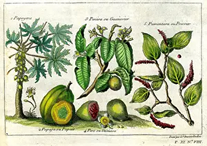 Tardieu: Papaya and Guava