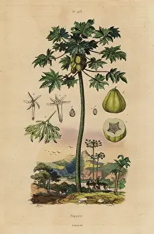 Casse: Papaya or pawpaw tree with fruit