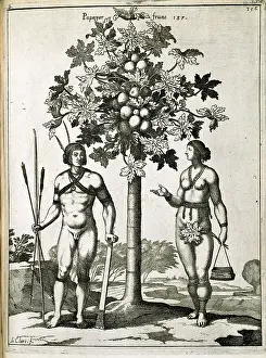 Malvidae: Papaya tree