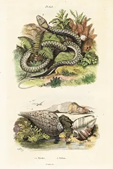 Du Casse: Paper fig shell and amethystine python
