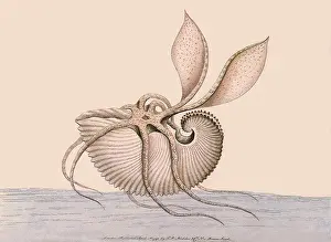 Argonaut: Paper Nautilus