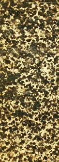 Marbling: Paper Texture - Marbling