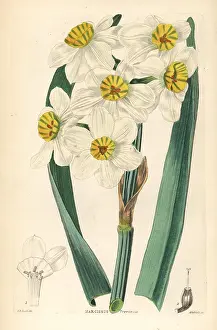 Tazetta: Paperwhite or bunch-flowered daffodil, Narcissus tazetta