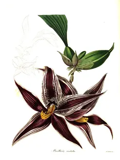 Epiphyte: Paphinia cristata orchid