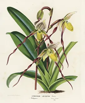 Cypripedium: Paphiopedilum philippinense orchid