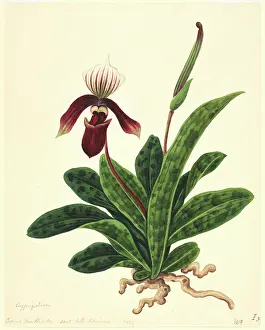Slipper: Paphiopedilum sp