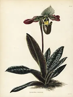 Cypripedium: Paphiopedilum venustum