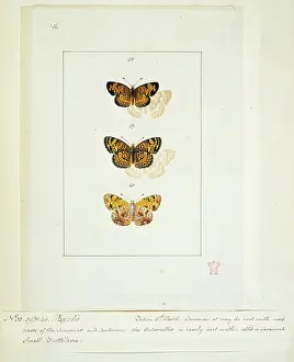 Swallowtail: Papilio, butterflies