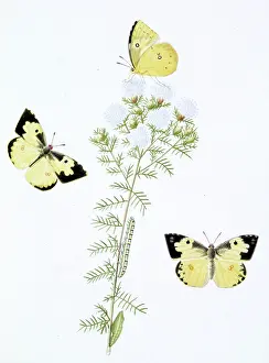 Papilionidae: Papilio, clouded yellow butterfly