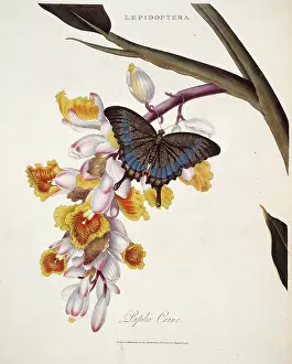 Swallowtail: Papilio crino