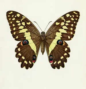 Deterrent: PAPILIO DEMADOCUS