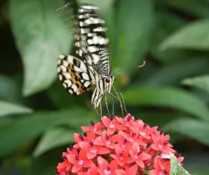 Malvidae: Papilio demoleus, Lime butterfly