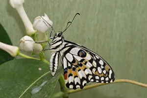Eudicot: Papilio demoleus, Lime butterfly