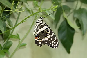 Eudicot: Papilio demoleus, Lime butterfly