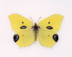 Rhamni: Papilio ecclipsis, hoax butterfly species