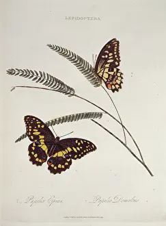 Swallowtail: Papilio epius
