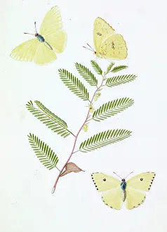 Rhamni: Papilio eubule, brimstone butterfly