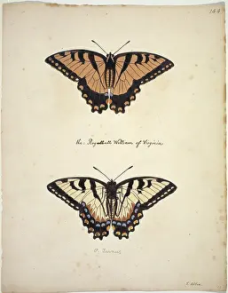Stripey: Papilio glaucus, Eastern tiger swallowtail