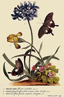Oxalis: Papilio Helenus