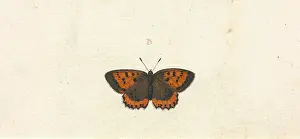 Cramer: Papilio hyllus
