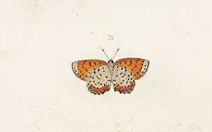 Cramer: Papilio hyllus