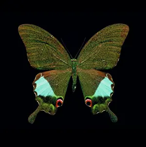 Lobsters: Papilio kama, swallowtail butterfly