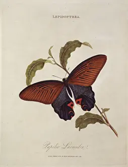 Swallowtail: Papilio laomedon