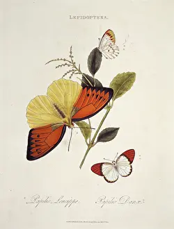 Swallowtail: Papilio leucippe and Papilio danae