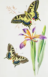 Swallowtail: Papilio machaon, swallowtail