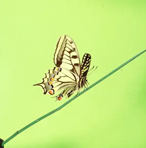 Macquitty: Papilio machaon, swallowtail butterfly