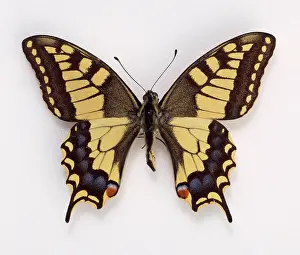 Swallowtail: Papilio machaon, swallowtail butterfly