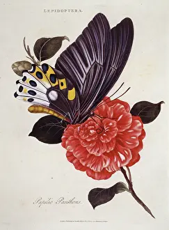 Swallowtail: Papilio panthous, swallowtail