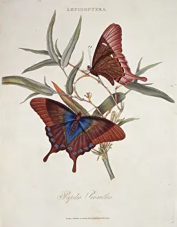 Swallowtail: Papilio peranthus