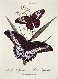 Mormon: Papilio polytes & Papilio polymnester