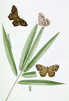 Swallowtail: Papilio, red butterfly