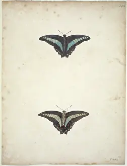 Albin: Papilio sp. banded swallowtail