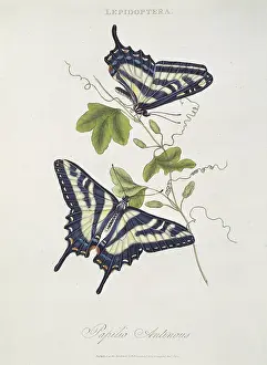 Swallowtail: Papilio sp. butterflies