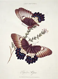 Swallowtail: Papilio sp. butterflies