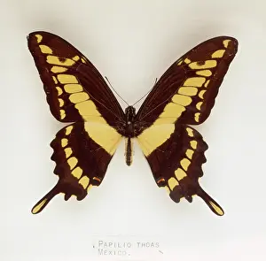 Swallowtail: Papilio thoas, swallowtail butterfly