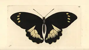 Amphitryon: Papilio tydeus
